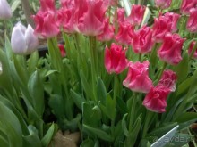 Репетиция весны в Аптекарском огороде