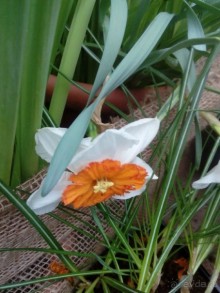 Репетиция весны в Аптекарском огороде