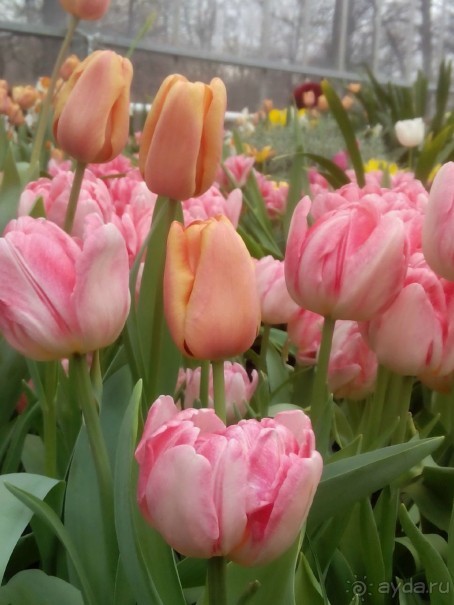 Репетиция весны в Аптекарском огороде