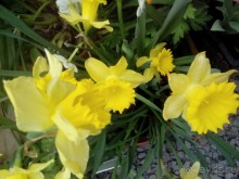 Репетиция весны в Аптекарском огороде