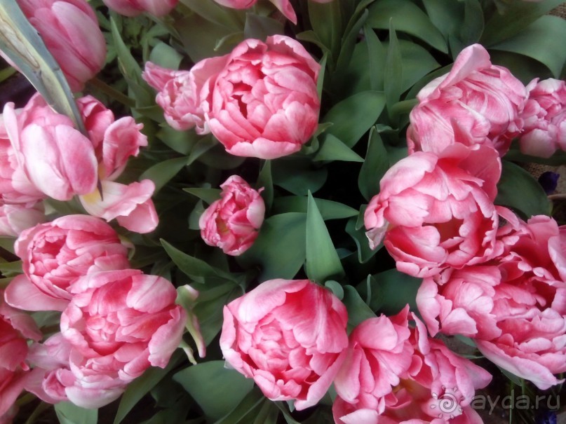 Репетиция весны в Аптекарском огороде