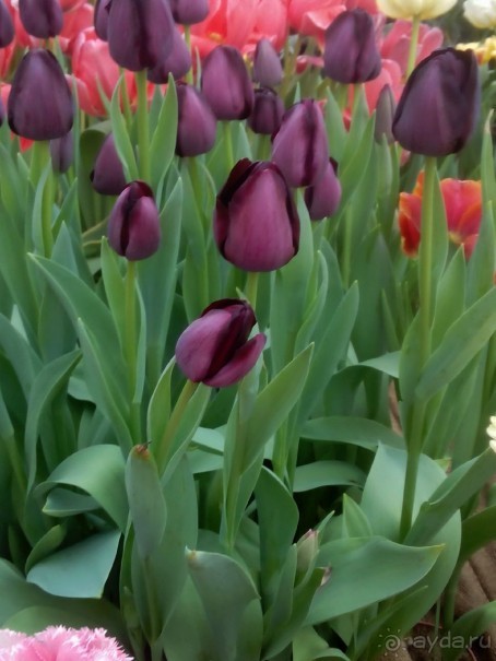 Репетиция весны в Аптекарском огороде