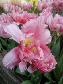 Репетиция весны в Аптекарском огороде