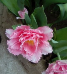 Репетиция весны в Аптекарском огороде