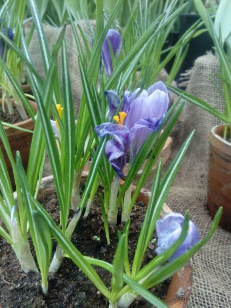 Репетиция весны в Аптекарском огороде