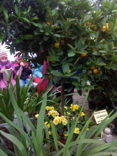 Репетиция весны в Аптекарском огороде