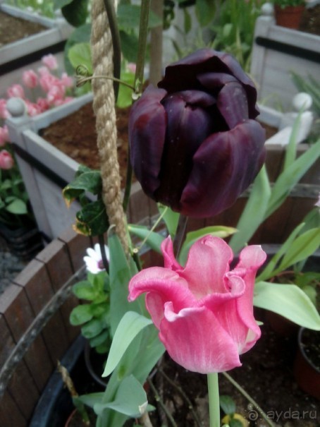 Репетиция весны в Аптекарском огороде