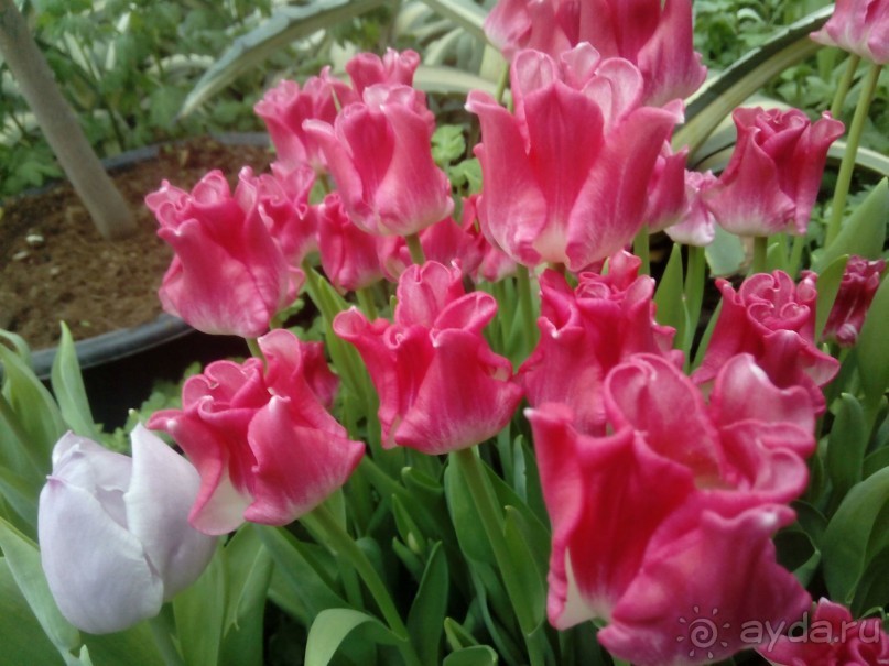 Репетиция весны в Аптекарском огороде