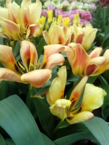 Репетиция весны в Аптекарском огороде