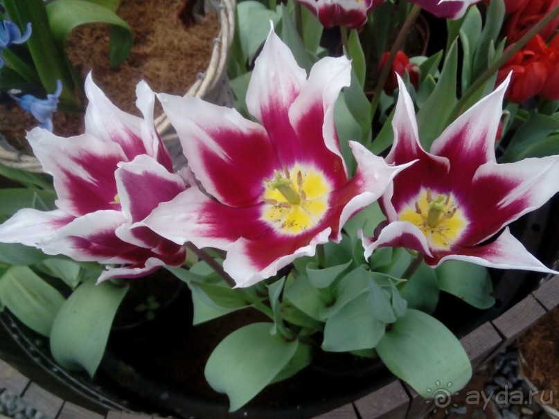 Репетиция весны в Аптекарском огороде