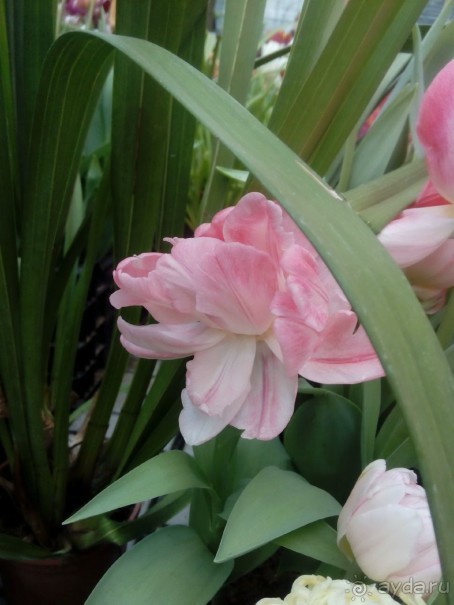 Репетиция весны в Аптекарском огороде