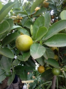 Репетиция весны в Аптекарском огороде