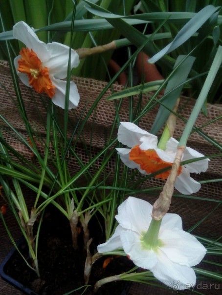 Репетиция весны в Аптекарском огороде