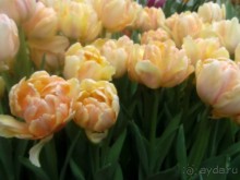 Репетиция весны в Аптекарском огороде