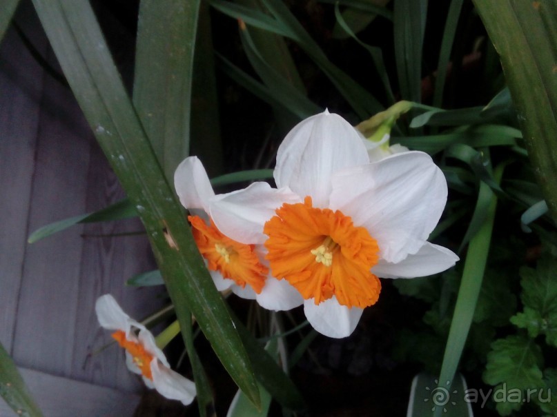 Репетиция весны в Аптекарском огороде