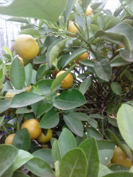 Репетиция весны в Аптекарском огороде