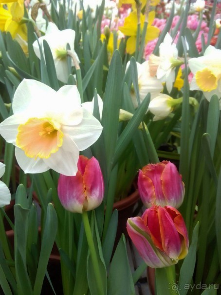 Репетиция весны в Аптекарском огороде