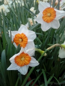 Репетиция весны в Аптекарском огороде