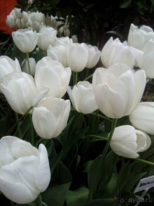 Репетиция весны в Аптекарском огороде