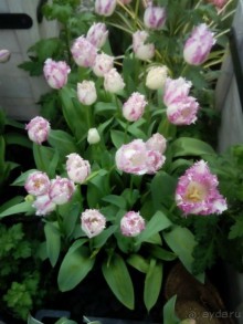 Репетиция весны в Аптекарском огороде