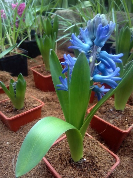 Репетиция весны в Аптекарском огороде