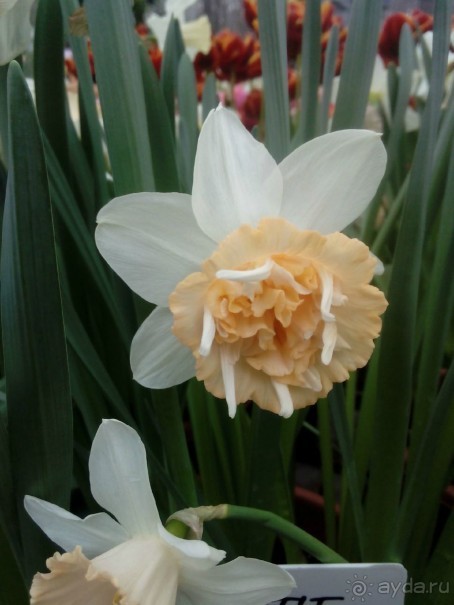 Репетиция весны в Аптекарском огороде