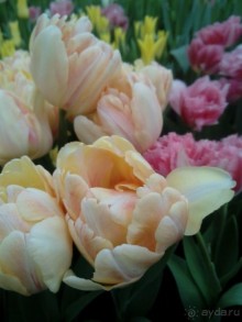 Репетиция весны в Аптекарском огороде