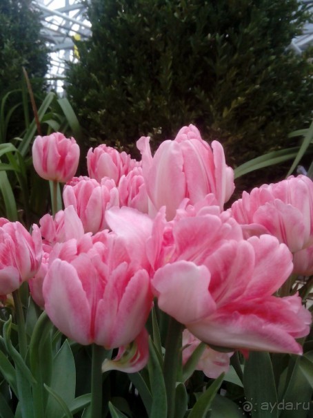 Репетиция весны в Аптекарском огороде