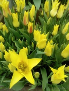 Репетиция весны в Аптекарском огороде