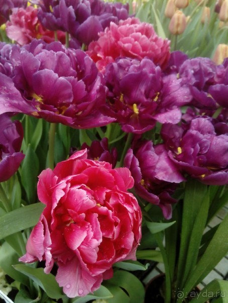 Репетиция весны в Аптекарском огороде