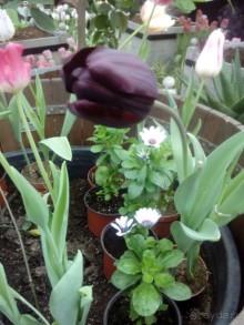 Репетиция весны в Аптекарском огороде