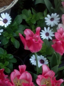 Репетиция весны в Аптекарском огороде