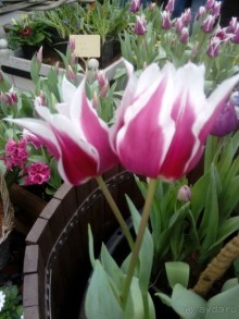 Репетиция весны в Аптекарском огороде