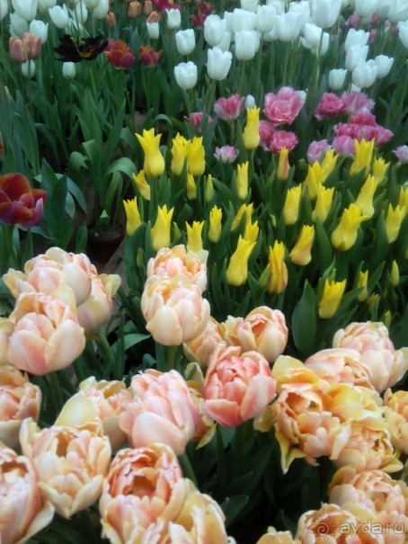 Репетиция весны в Аптекарском огороде