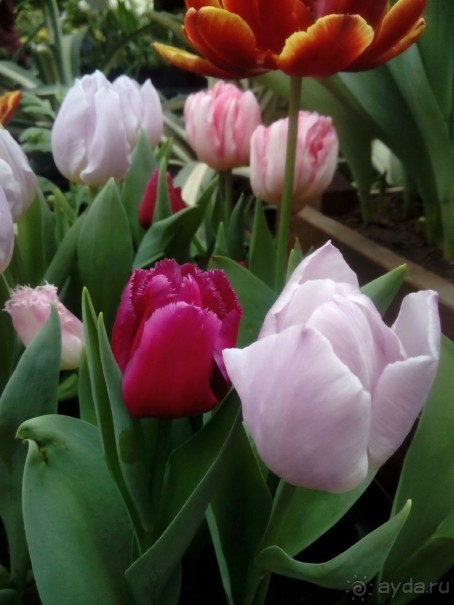 Репетиция весны в Аптекарском огороде