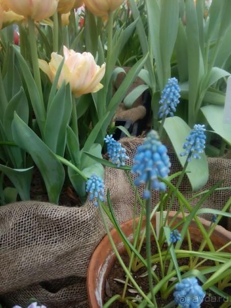 Репетиция весны в Аптекарском огороде