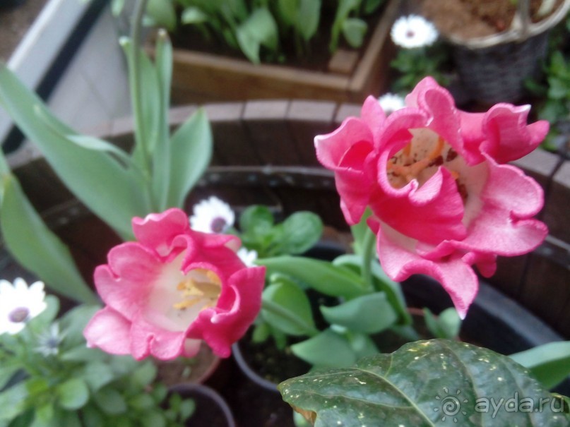 Репетиция весны в Аптекарском огороде