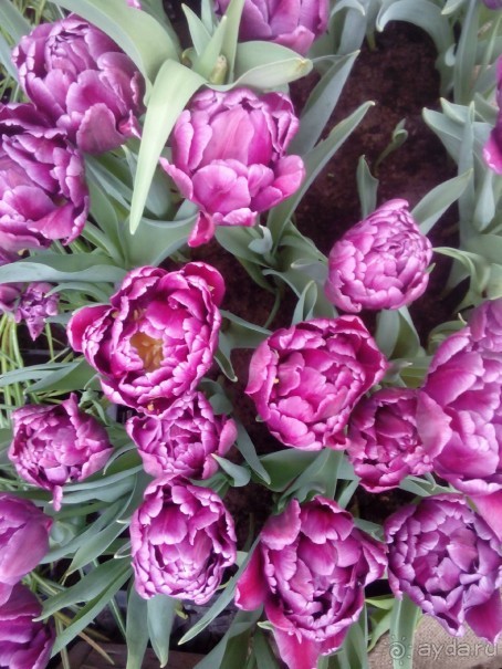 Репетиция весны в Аптекарском огороде