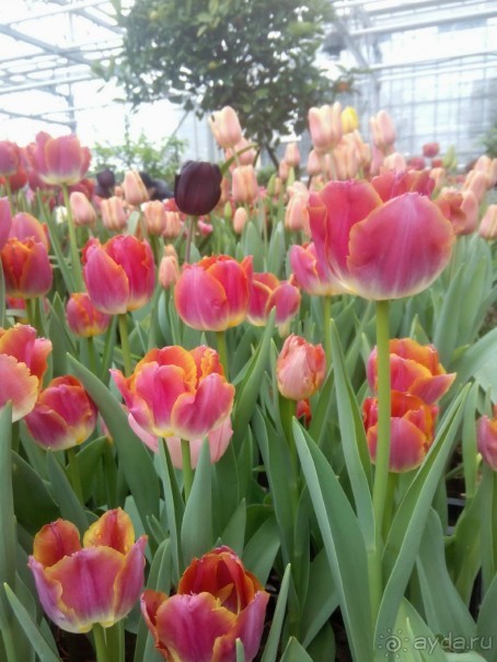 Репетиция весны в Аптекарском огороде