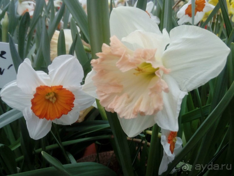 Репетиция весны в Аптекарском огороде