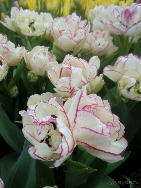 Репетиция весны в Аптекарском огороде