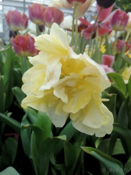 Репетиция весны в Аптекарском огороде