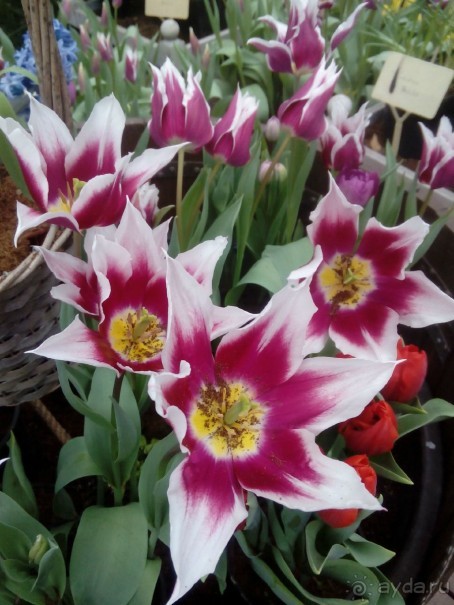 Репетиция весны в Аптекарском огороде