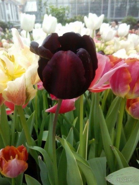 Репетиция весны в Аптекарском огороде