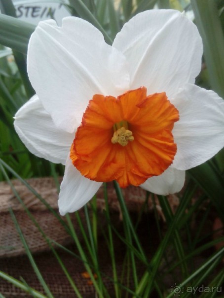 Репетиция весны в Аптекарском огороде