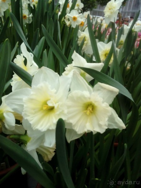 Репетиция весны в Аптекарском огороде