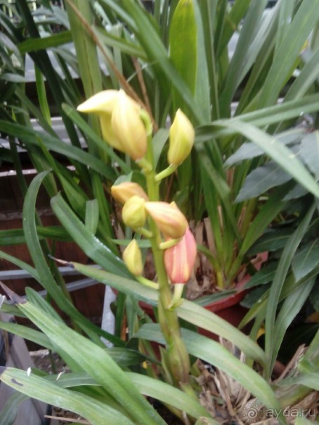 Репетиция весны в Аптекарском огороде