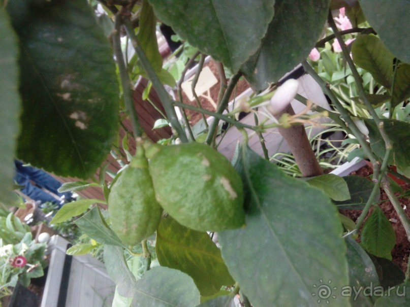 Репетиция весны в Аптекарском огороде