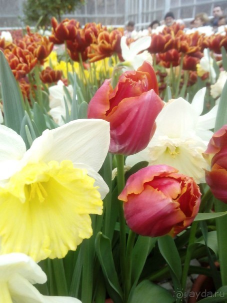 Репетиция весны в Аптекарском огороде