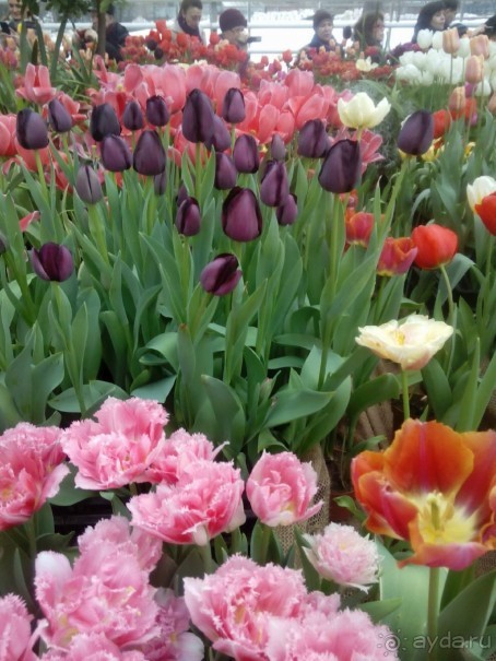 Репетиция весны в Аптекарском огороде